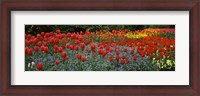 Framed Tulips Blooming in St. James's Park, London, England