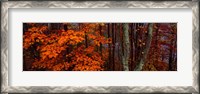 Framed Trees in Forest, Great Smoky Mountains National Park, North Carolina