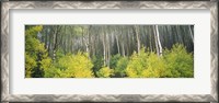 Framed Aspen Trees in a Forest, Utah