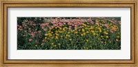 Framed Field of Flowers in Bloom, Marion County, Illinois