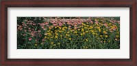 Framed Field of Flowers in Bloom, Marion County, Illinois