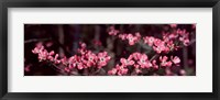 Framed Pink Flowers in Bloom