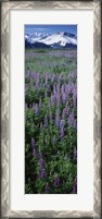 Framed Lupine Flowers in Bloom, Turnagain Arm, Alaska
