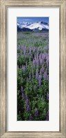 Framed Lupine Flowers in Bloom, Turnagain Arm, Alaska