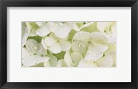 Framed Close-up of Snowball Bush Flowers with Mist Droplets, Sacramento, California