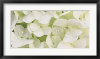 Framed Close-up of Snowball Bush Flowers with Mist Droplets, Sacramento, California
