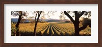 Framed Vines in Far Niente Winery, Napa Valley, California