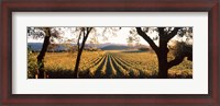 Framed Vines in Far Niente Winery, Napa Valley, California