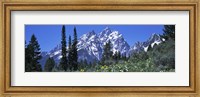 Framed Forest with Mountains in Grand Teton National Park, Wyoming