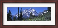 Framed Forest with Mountains in Grand Teton National Park, Wyoming