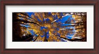 Framed Low Angle View of Aspen Trees in the Forest, Alpine Loop, Colorado