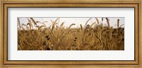 Framed Prairie Grass in a Field