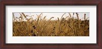 Framed Prairie Grass in a Field