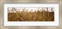 Framed Prairie Grass in a Field