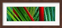 Framed Detail of Palm Leaves, Hawaii Islands
