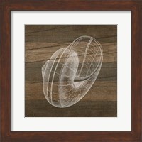 Framed 'Rustic Nautilus - White' border=