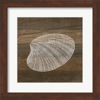 Framed 'Rustic Shell - White' border=