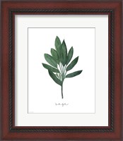 Framed Sage Botanical