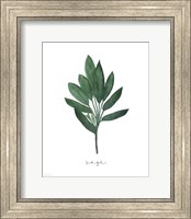 Framed Sage Botanical