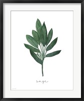 Framed Sage Botanical