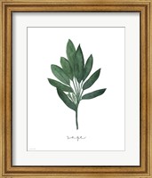 Framed Sage Botanical