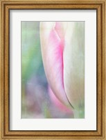 Framed Spring Beauty II