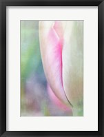 Spring Beauty II Framed Print