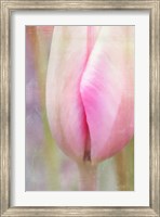 Framed Spring Beauty III