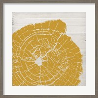 Framed Tree Rings I