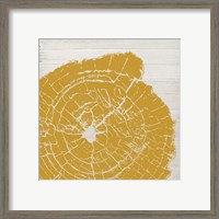 Framed Tree Rings I