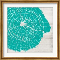 Framed Tree Rings IV