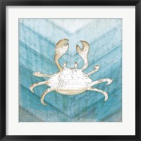 Framed Coastal Crab