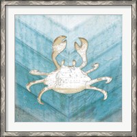 Framed Coastal Crab