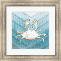 Framed Coastal Crab