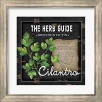 Framed 'Herb Guide Cilantro' border=