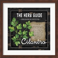 Framed Herb Guide Cilantro