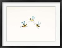 Framed 3 Bees on White