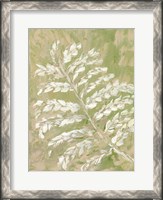 Framed Fern No. 1