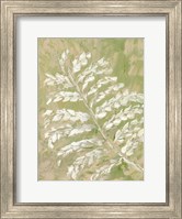 Framed Fern No. 1