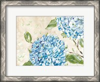 Framed Blue Hydrangeas II