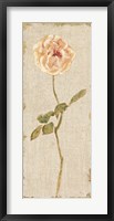 Framed Pale Rose Panel on White Vintage v2