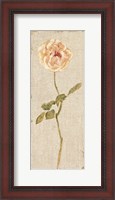 Framed Pale Rose Panel on White Vintage v2