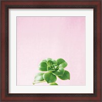 Framed 'Succulent Simplicity VII on Pink' border=