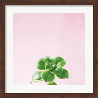 Framed Succulent Simplicity VII on Pink