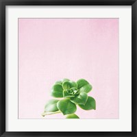 Framed Succulent Simplicity VII on Pink