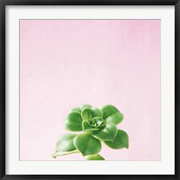Framed Succulent Simplicity VII on Pink