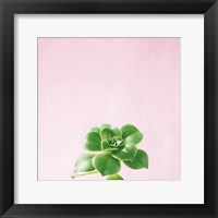 Framed 'Succulent Simplicity VII on Pink' border=