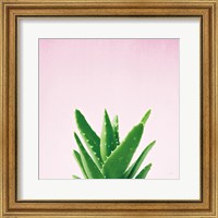 Framed 'Succulent Simplicity V on Pink' border=