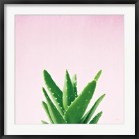 Framed Succulent Simplicity V on Pink