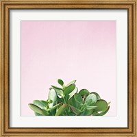 Framed Succulent Simplicity III on Pink
